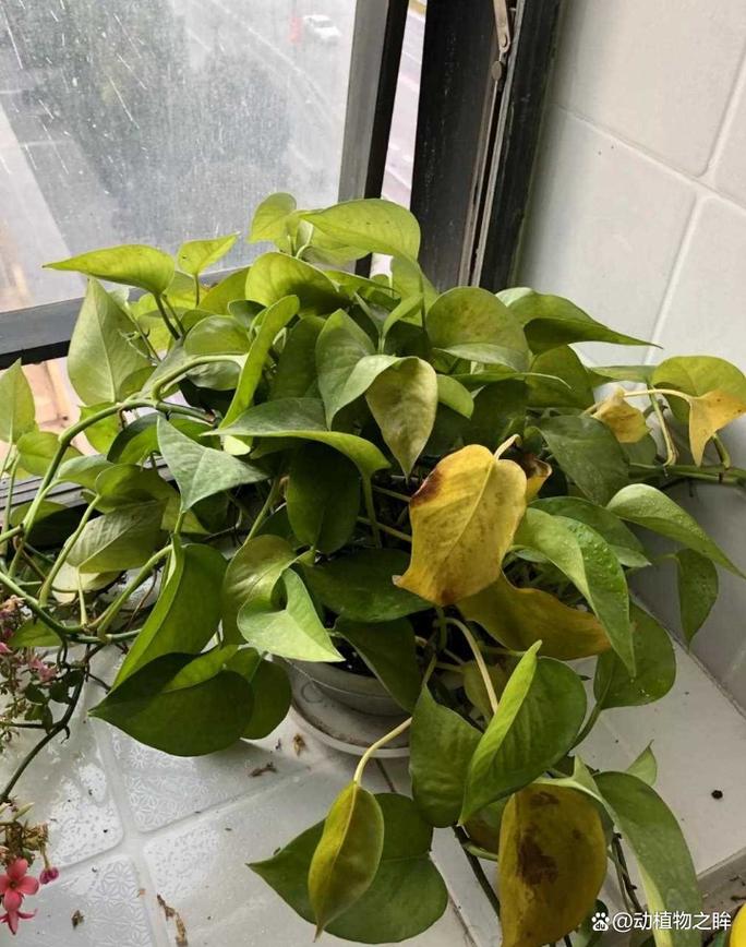 绿萝叶子向下掉落是否会对家居风水产生不良影响？