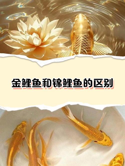 养金鱼与风水之间是否存在某种神秘的联系呢？