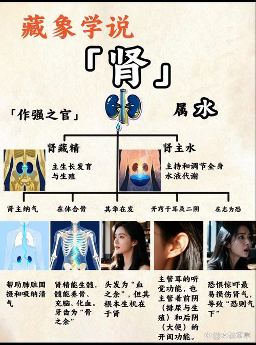 肾脏为何被称为水脏或作强之官？