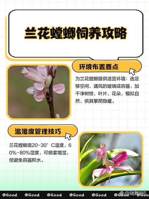 家里养螳螂风水如何，是否吉利？