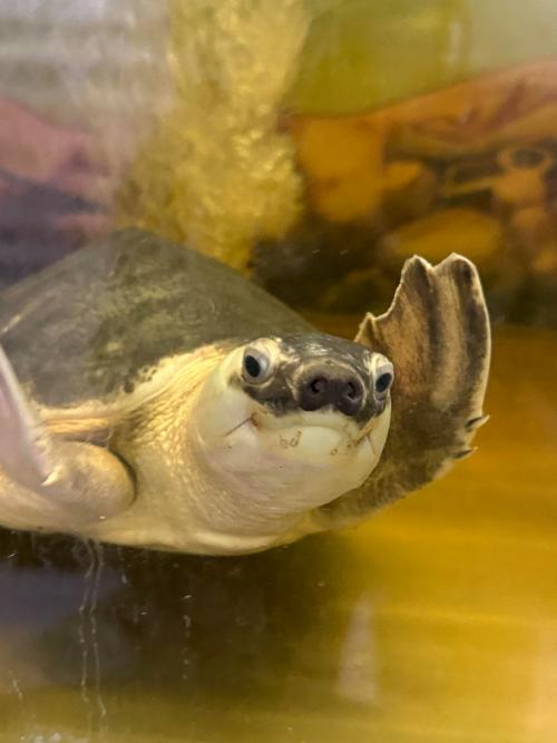 猪鼻龟究竟是不是传说中的风水龟呢？