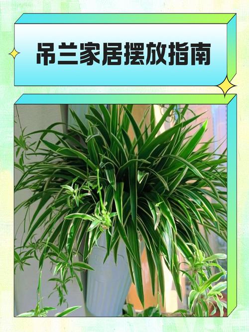 家里摆放吊兰是否符合风水学里的家居布局原则？