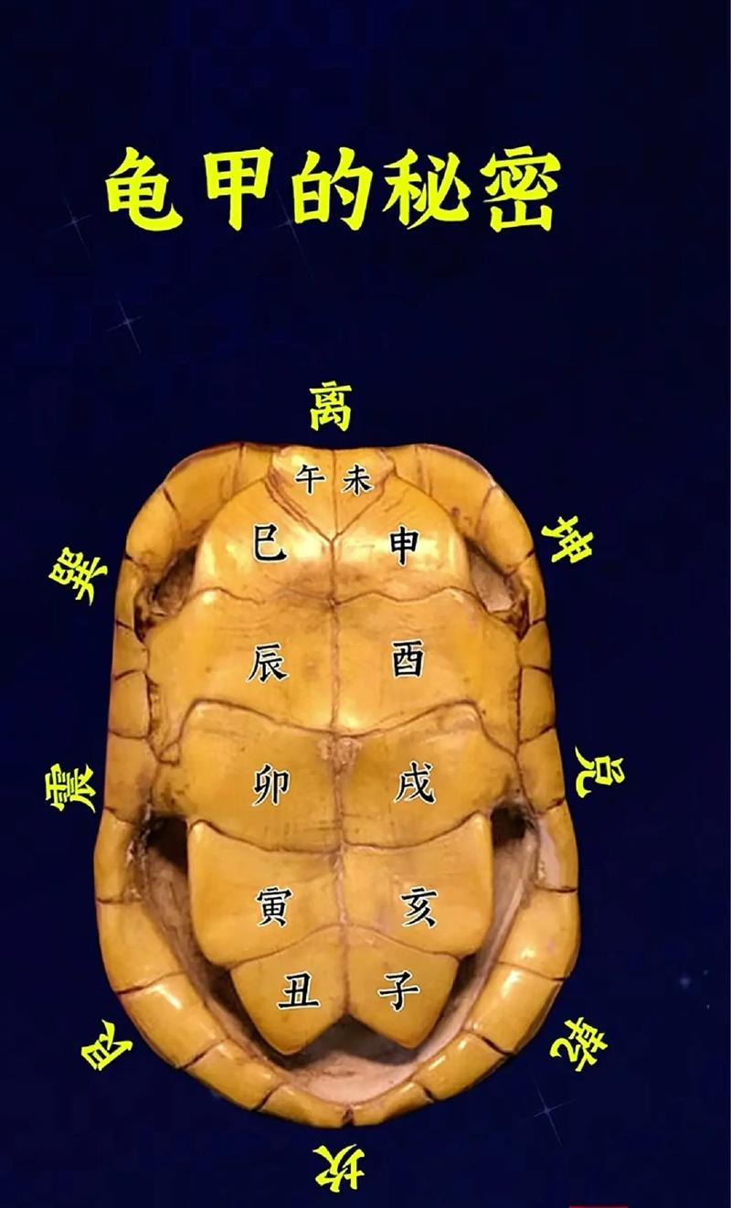 乌龟能在风水布局中养护双数元素吗？