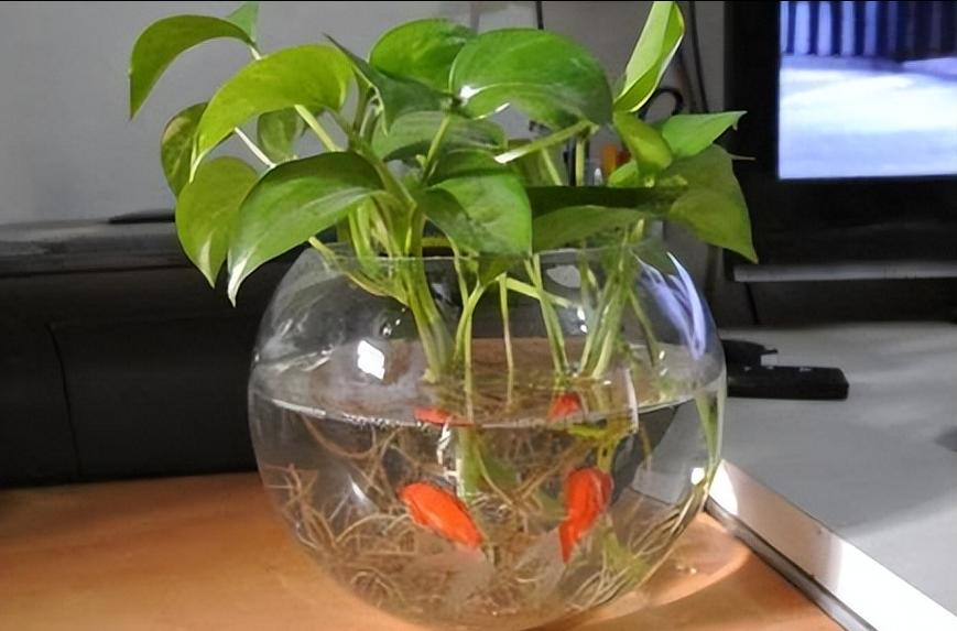 风水鱼缸底部摆放绿萝，这样做对吗？有什么讲究吗？