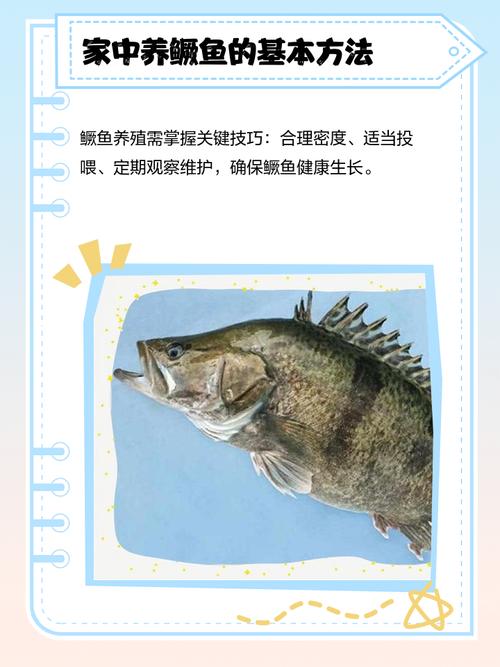 家里养桂鱼风水如何，适宜吗？