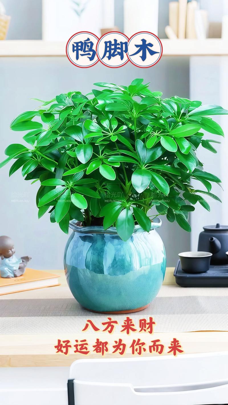 家里摆放盆景需要注意哪些风水讲究才能带来好运？