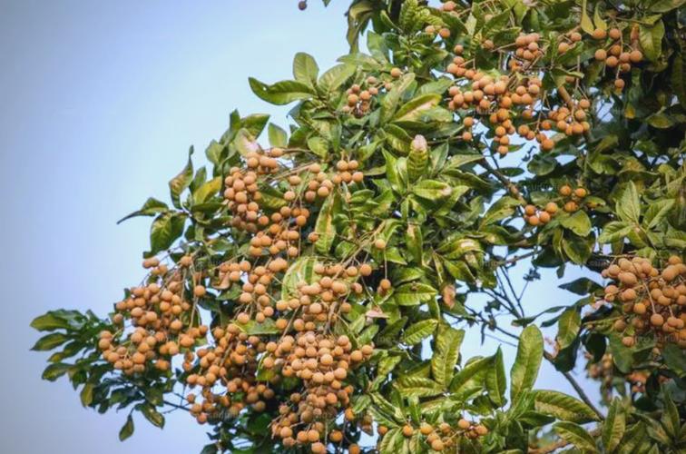 阳台种植龙眼树会对家居风水产生哪些不利影响？