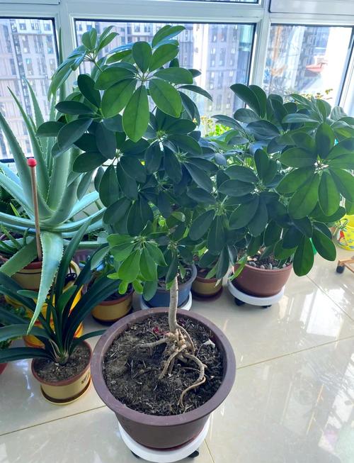 将鹅掌柴种植得过高是否会对家居风水产生不良影响？