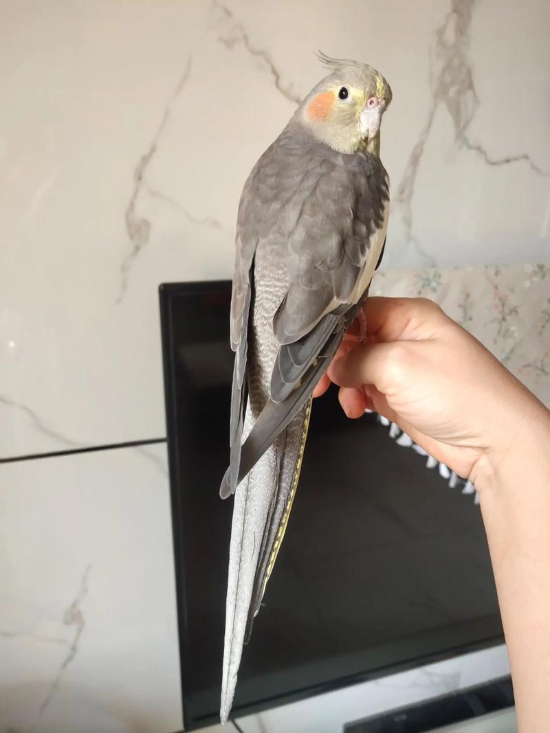 家里摆放鹦鹉风水适宜吗？