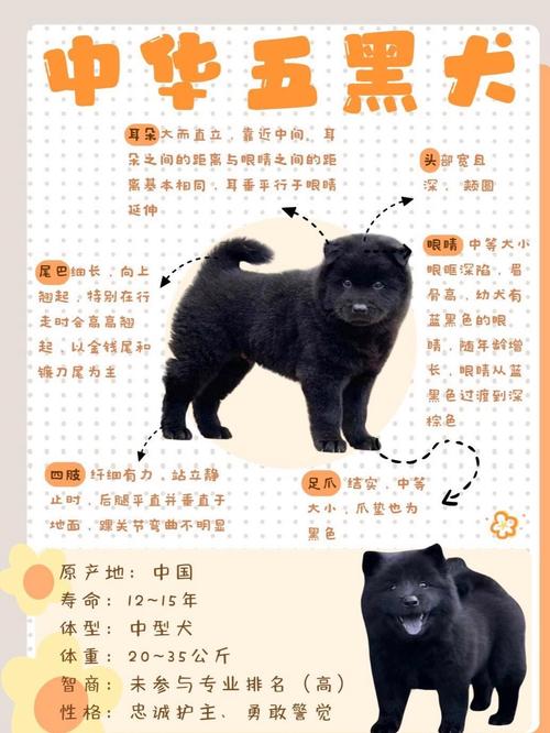 家里养黑狗真的会对风水产生不良影响吗？