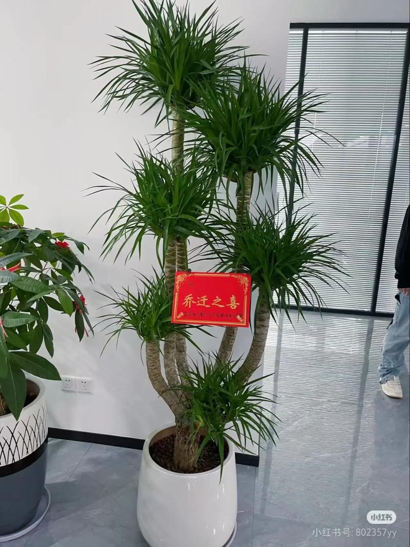 客厅摆放风水龙脉有何讲究和注意事项？