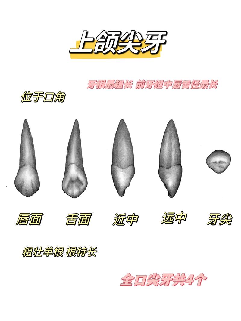 谁的上尖牙尖利，下尖牙锋利，命运会如何？