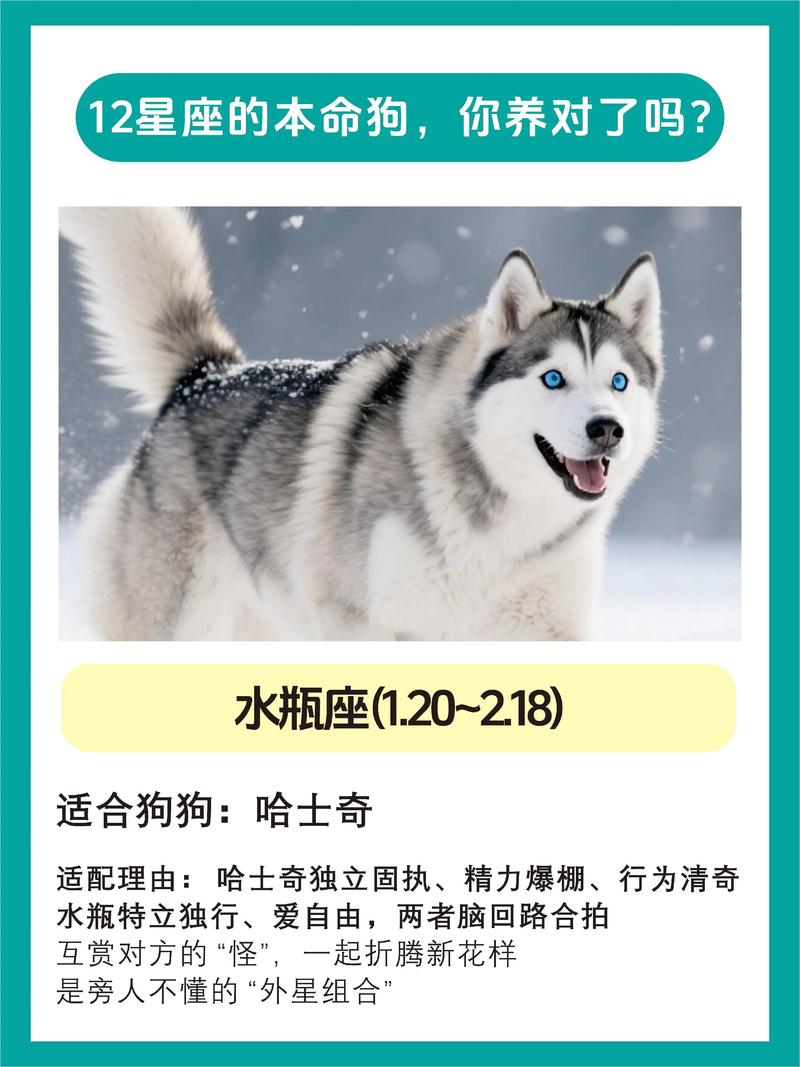 哪些命格的人忒别偏爱狗狗，狗狗又偏爱哪些幸运之人呢？