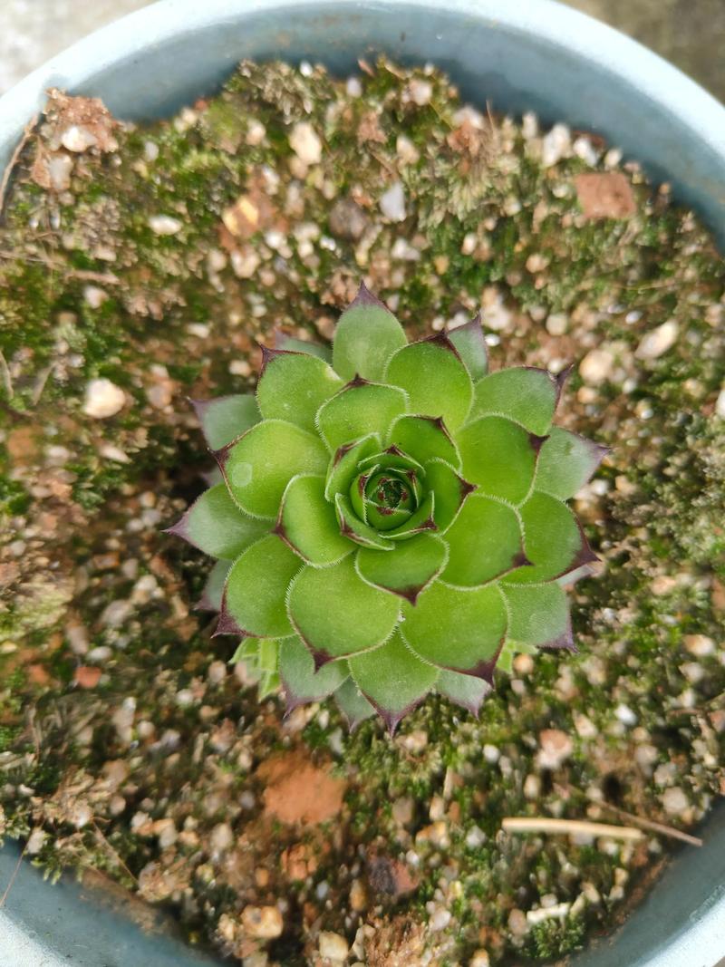 观音莲摆放在家中风水如何，能起到辟邪作用吗？