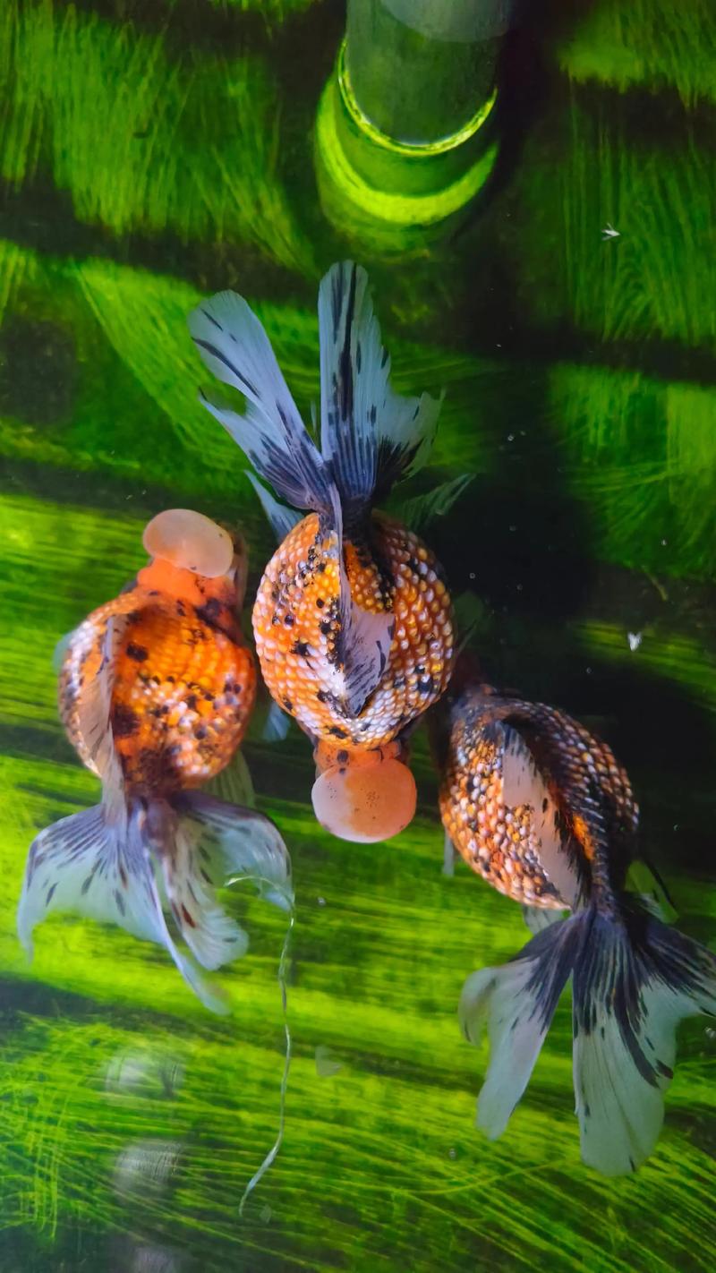 珍珠金鱼作为风水鱼，其寓意和作用究竟有何忒别之处呢？