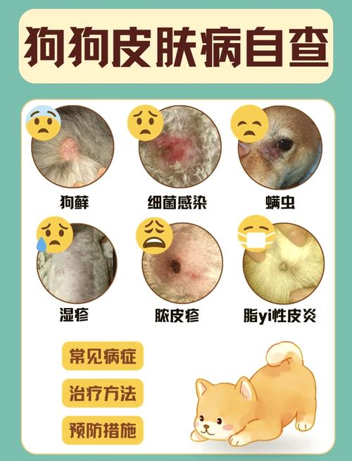 狗狗患皮肤病可能与家中的风水布局有关联吗？