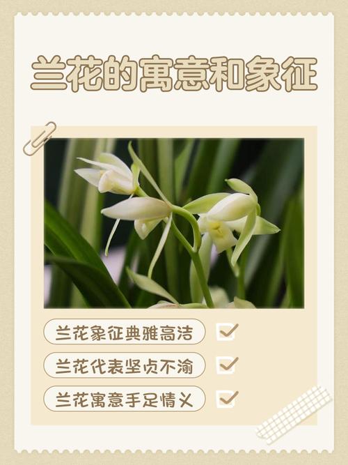 兰花种植在风水上是否具有辟邪作用？