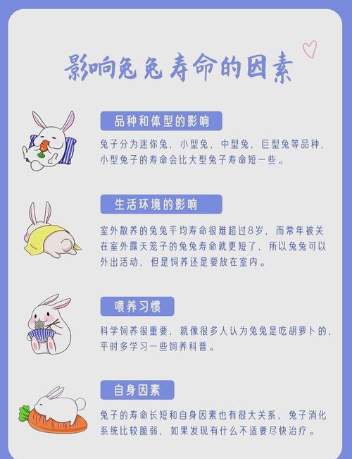 今年的腊月兔子是什么命？九月兔的命运又如何呢？