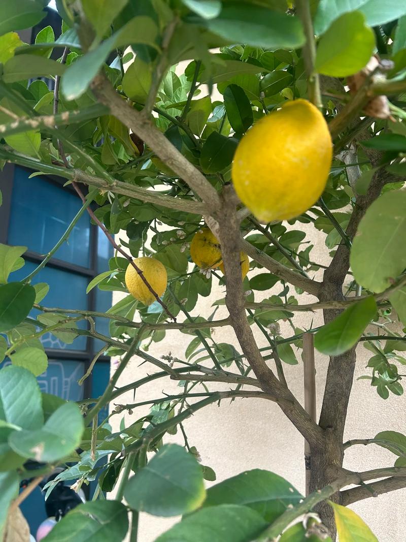 柠檬树在风水学中是否被归类为吉祥的风水树？