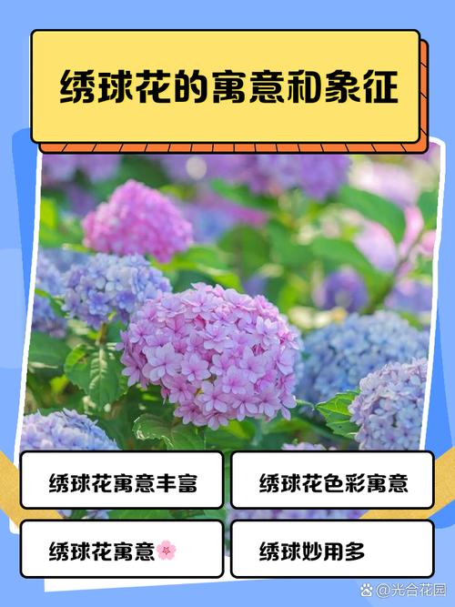 家里摆放绣球花是否符合风水上的吉兆呢？