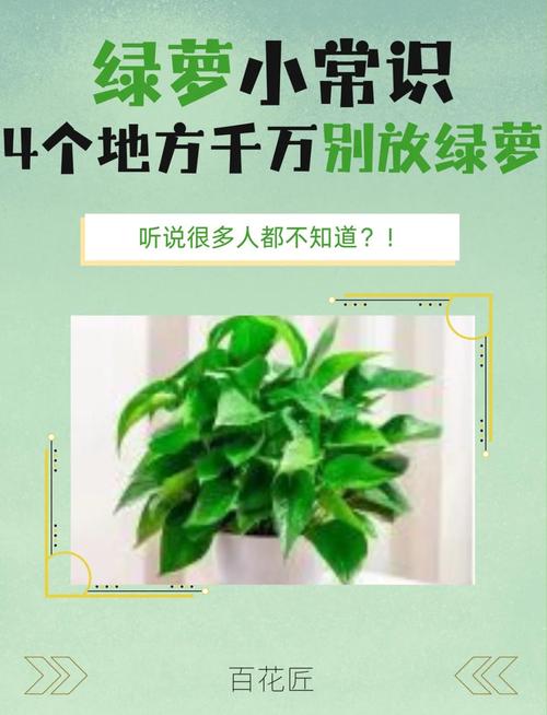 房间摆放绿萝对风水有好处吗？