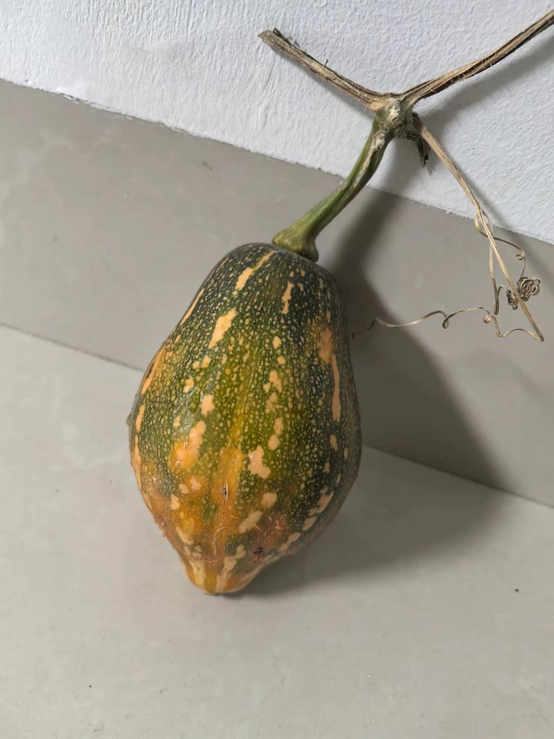 阳台种植南瓜会对家宅风水产生什么影响？