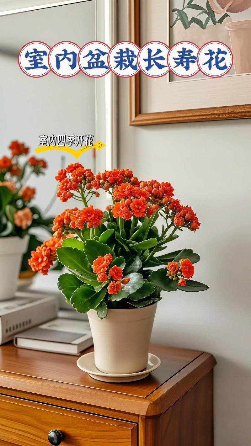 家里摆放真花会对家居风水产生哪些不利影响？