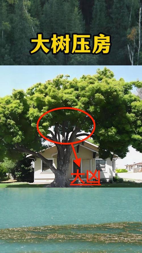 屋后死树对风水有何具体影响？