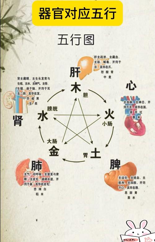 五行相生的命是什么命？五行与五脏之间有何关联？