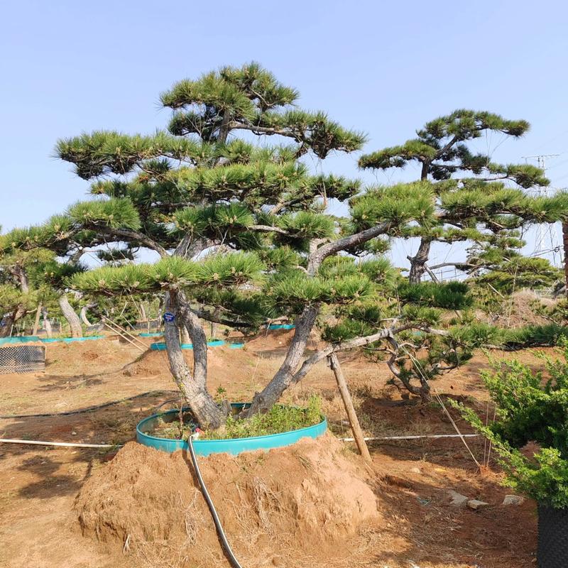 风水门口适合种植哪种松树？