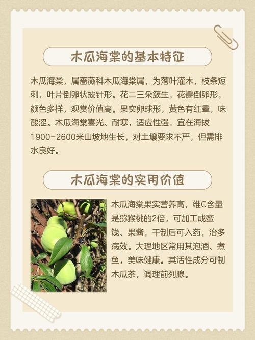 海棠木瓜风水和食用效果如何？