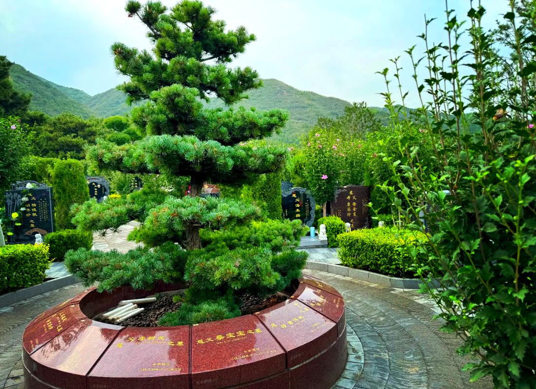 墓地风水适宜种植哪些树木？