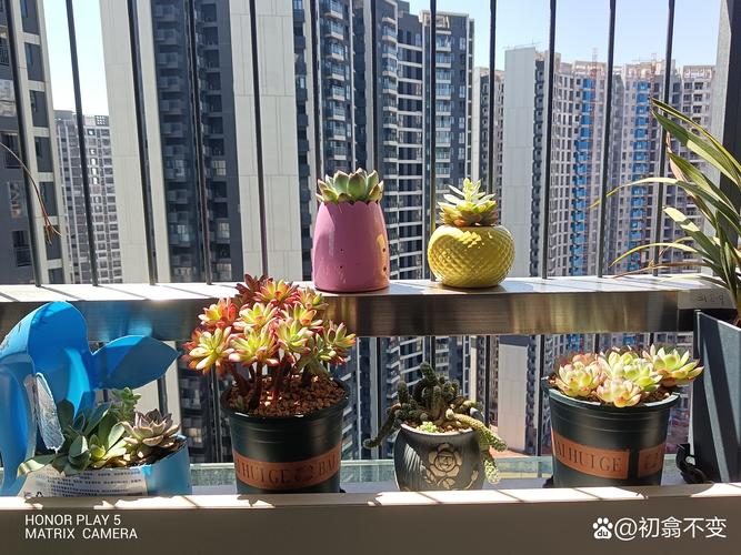 多肉植物摆放在阳台风水上合适吗？