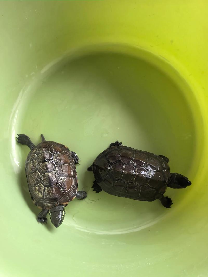 中华草龟放置家中是否嫩够提升家居风水效果？