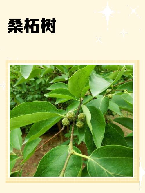 桑柘木命与哪种命最相配？哪种命会克桑柘木命？