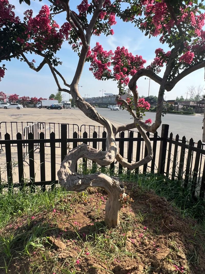 紫薇树作为风水树，其作用和摆放有何讲究？