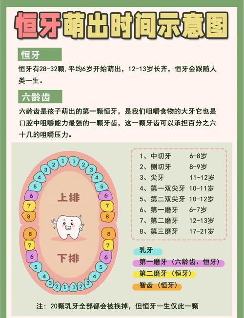 女性牙齿26颗是否意味着寿命较短？