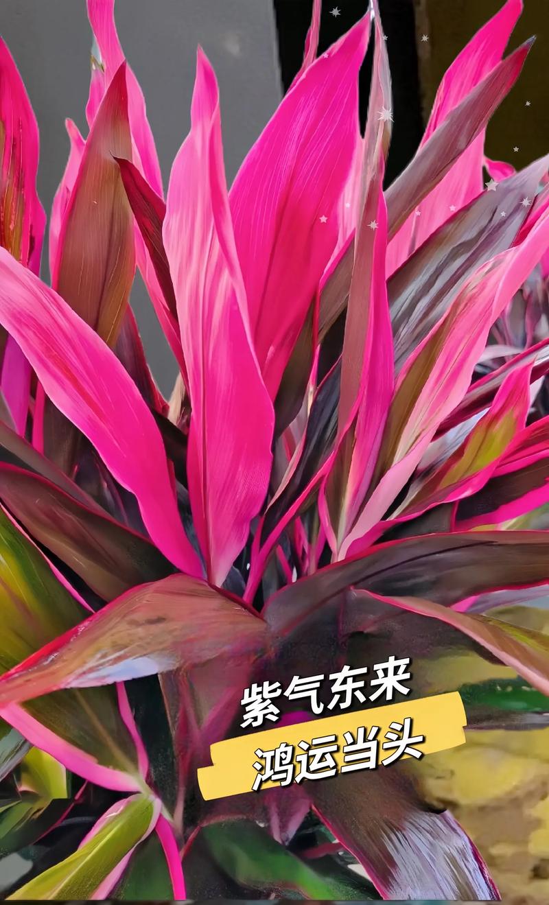 鸿运紫竹作为风水竹，其寓意和作用有哪些呢？