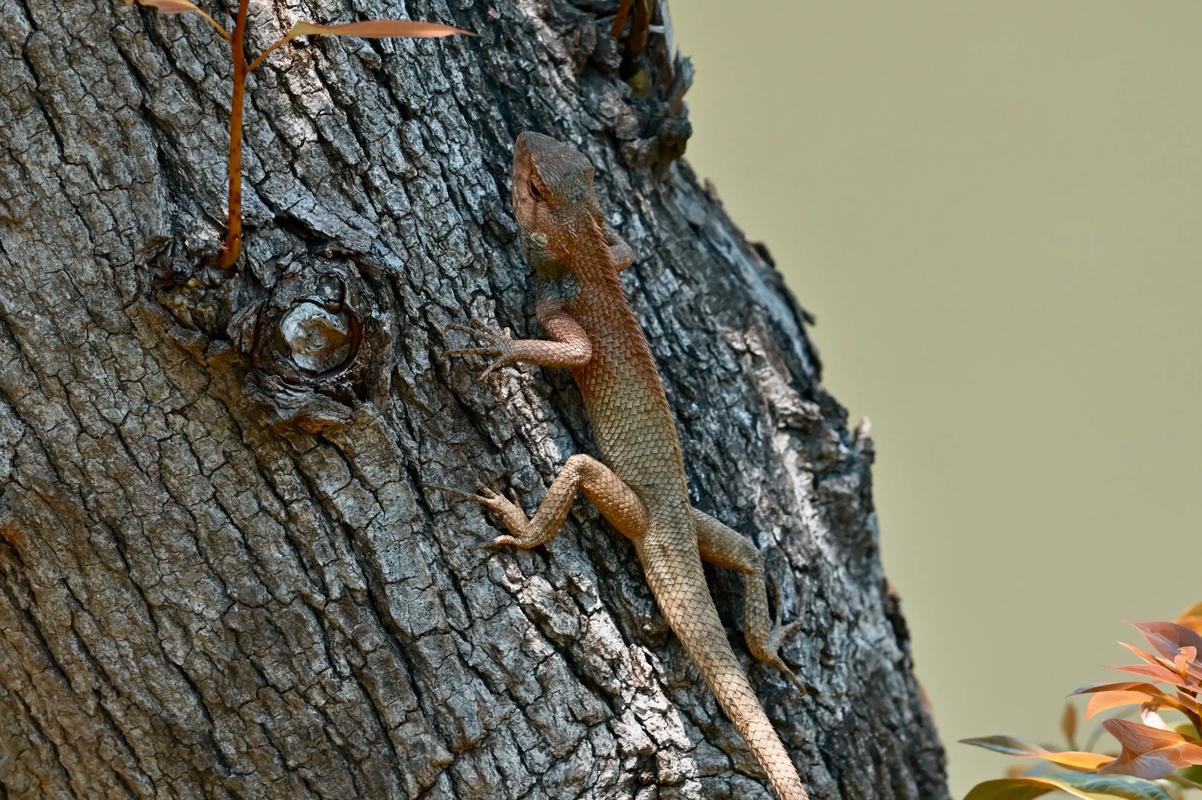 蜥蜴真的能调节风水，这是真的吗？