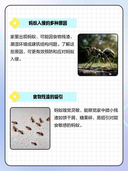 家里蚂蚁成群，是不是与家居风水布局有关呢？