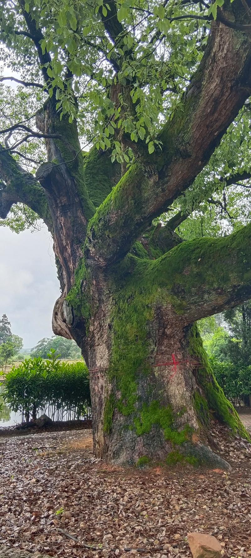 百年樟树在风水上有什么特殊寓意或作用？
