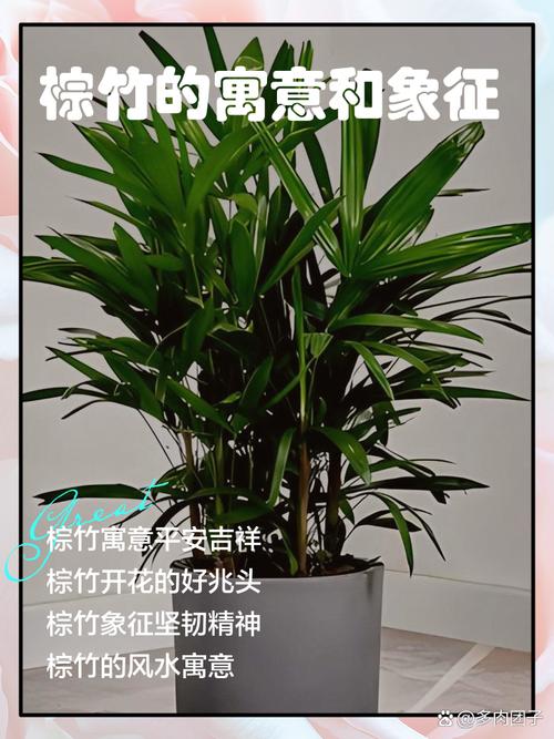 棕竹对家居风水有怎样的影响或作用？