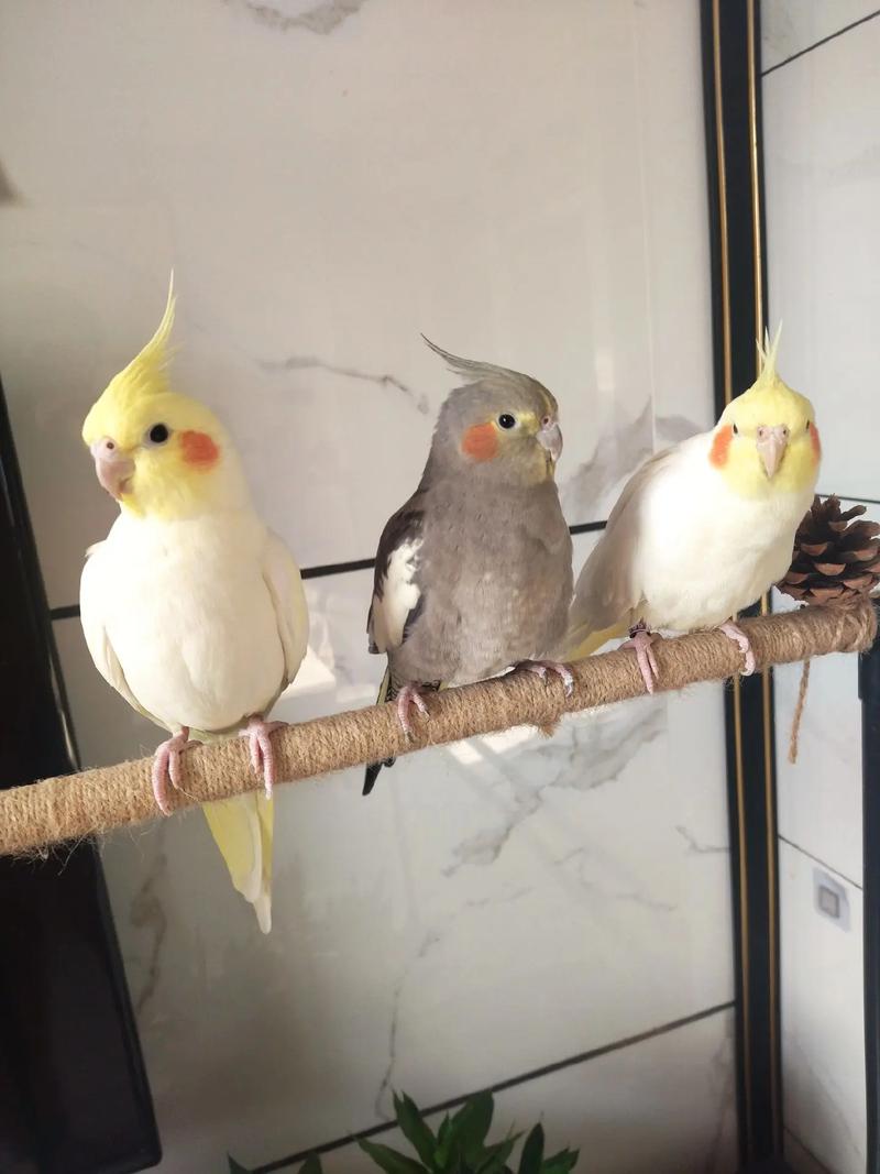 家里摆放鹦鹉风水适宜吗？