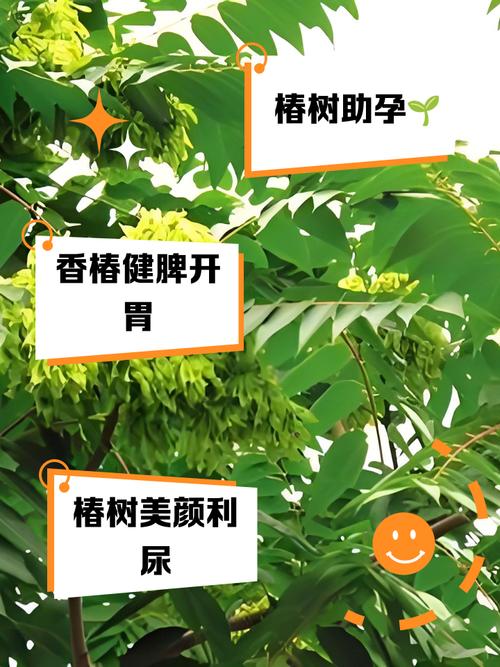 砍伐香椿树会对家宅风水产生怎样的不利影响呢？