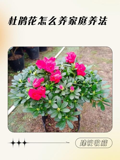 阳台种植杜鹃花是否符合风水讲究？