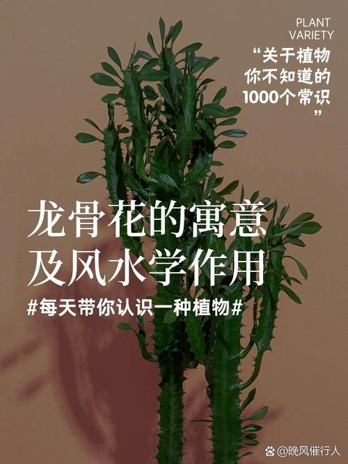 花卉种植的风水讲究有哪些具体细节？
