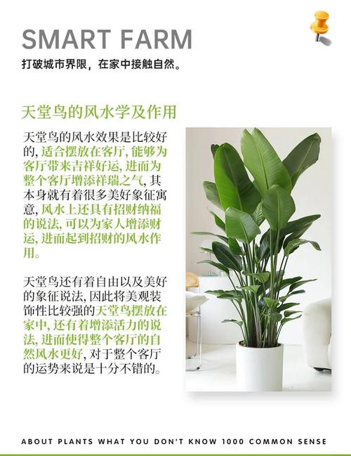 植物在风水中的象征意义具体代表什么？