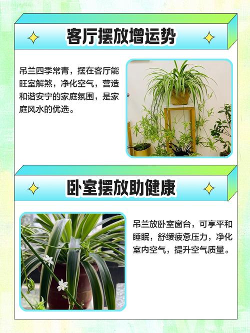 家里摆放吊兰是否符合风水学里的家居布局原则？