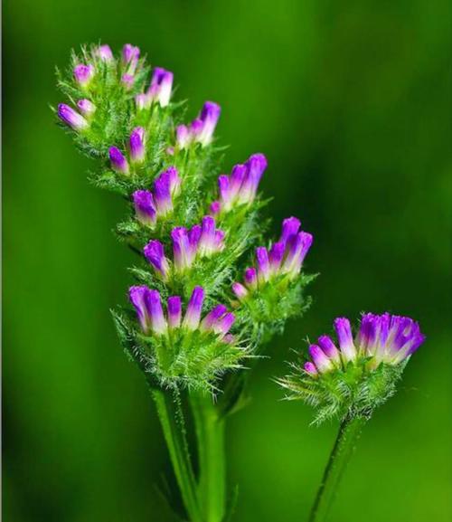 延命草和勿忘我分别是什么味道或香味？