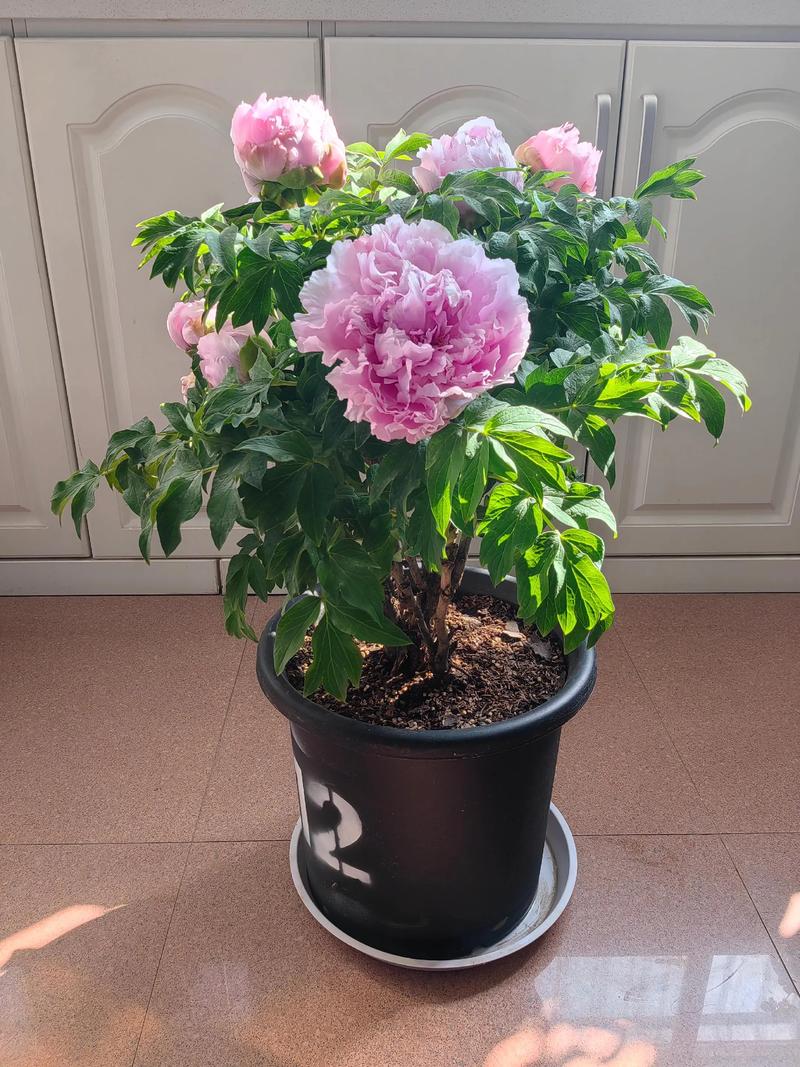 花盆里种植牡丹风水上合适吗？